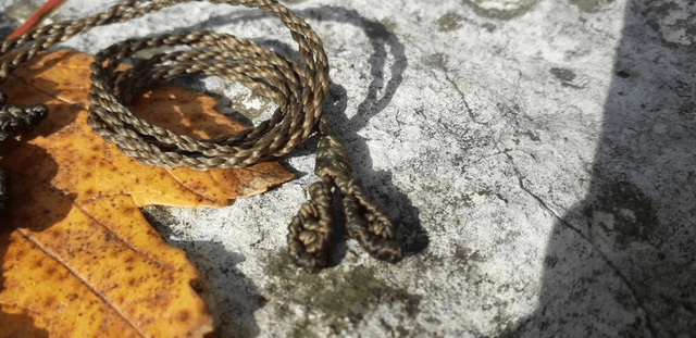Collier arbre • ammonite